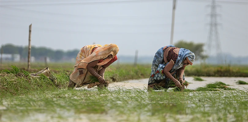 বৃষ্টির অভাবে ধানের চারা রোপণ করা যাচ্ছে না, চাষিদের কপালে চিন্তার ভাঁজ