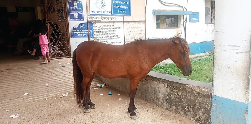 সালার গ্রামীণ হাসপাতালে বেওয়ারিশ ঘোড়ার উৎপাত, প্রশাসনকে জানিয়েও হয়নি সুরাহা