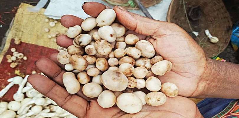 জঙ্গলমহলে অধরা কুড়কুড়ে ছাতু, শালবীজ! এল নিনোর প্রভাবে সঙ্কটে আদিবাসীদের রুজিরুটি