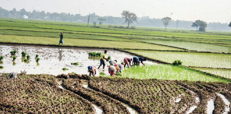 ধান রোপণ-পাটের আঁশ ছাড়াতে মজুরদের পারিশ্রমিক লাফিয়ে বাড়ছে, উদ্বিগ্ন চাষিরা