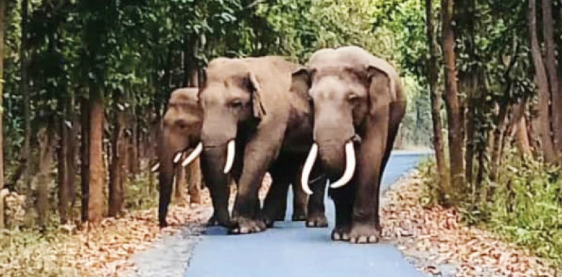 মহাকাল মন্দির ভাঙল হাতির দল