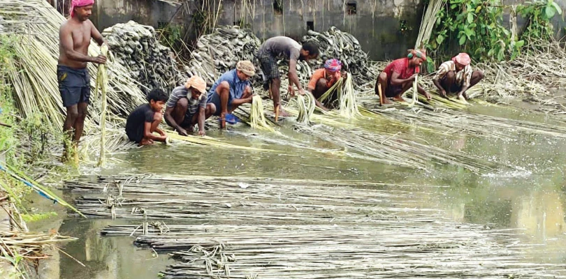 বৃষ্টির জেরে জাঁকের সমস্যা মিটলেও পাটের দাম কমা নিয়ে চিন্তিত চাষিরা