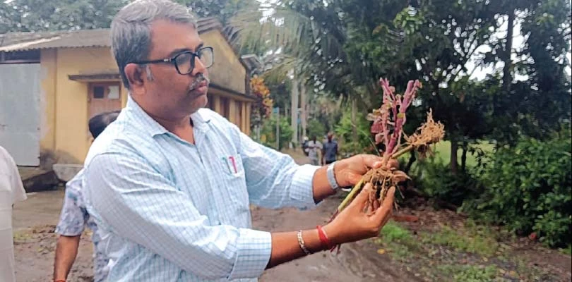 কৃমি রোগের জন্যই নষ্ট হয়ে যাচ্ছে ফসল, উঠে এলো কৃষিবিজ্ঞানীদের গবেষণায়