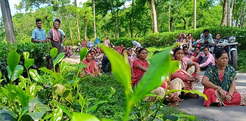 চা শ্রমিকদের ন্যূনতম মজুরির দাবিতে আজ সকালে জলপাইগুড়ির ডেঙ্গুয়াঝাড় বাগানে গেট মিটিং করল জয়েন্ট ফোরাম