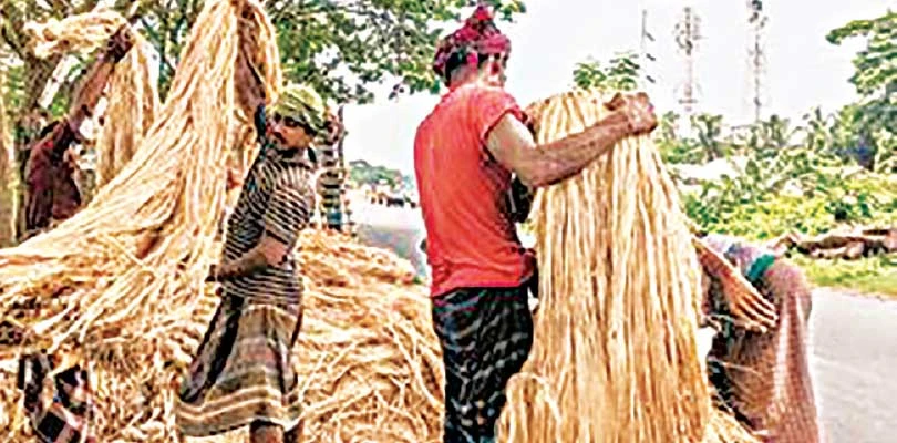 কয়েকদিনে পাটের দামে বিশাল পতন, সমস্যায় মালদহের চাষিরা