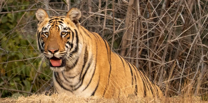 বেঙ্গল সাফারিতে পুজোর আগে কলকাতা থেকে আসছে বাঘিনী