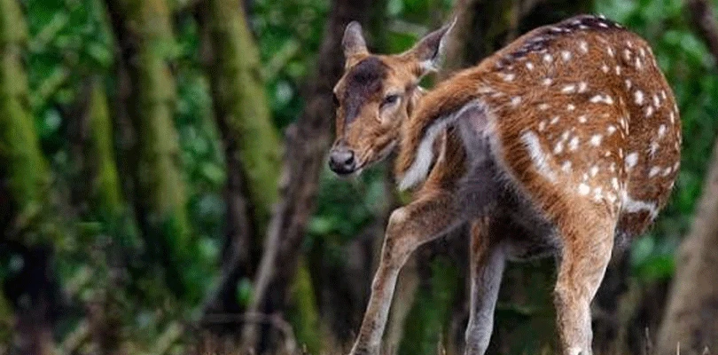 ফরাক্কার ডিয়ার ফরেস্ট পরিদর্শন বিডিও, পঞ্চায়েতের সভাপতির