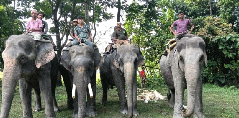 এবার কেন্দ্রীয় সরকারের ‘গজ গৌরব’ পুরস্কার পাচ্ছেন জলদাপাড়ার ৭ মাহুত