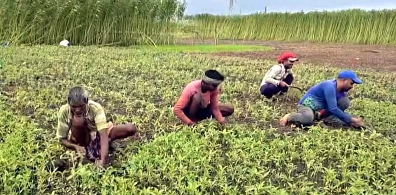 এক মরশুমে দু’বার পাট ফলিয়ে বাজিমাত মুর্শিদাবাদের চাষিদের