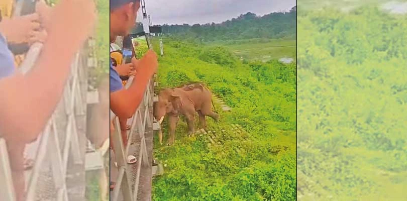 নাগরাকাটার জলঢাকা রেলসেতু এখন হাতি দেখার ‘ভিউ পয়েন্ট’