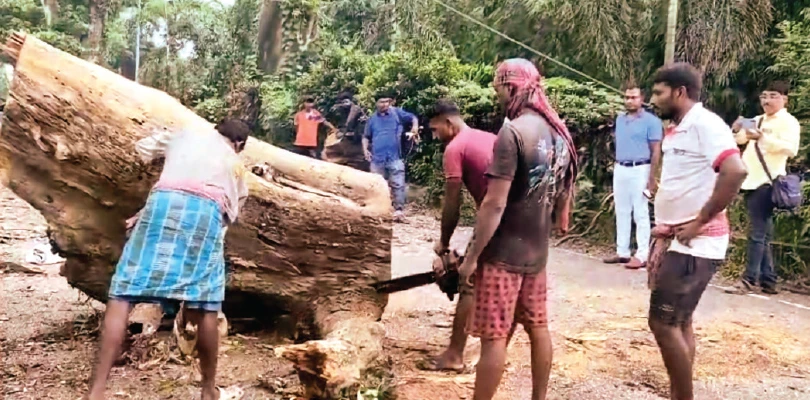 তালিকায় ৫০০, যশোর রোডে শুরু হল বিপজ্জনক গাছ কাটা