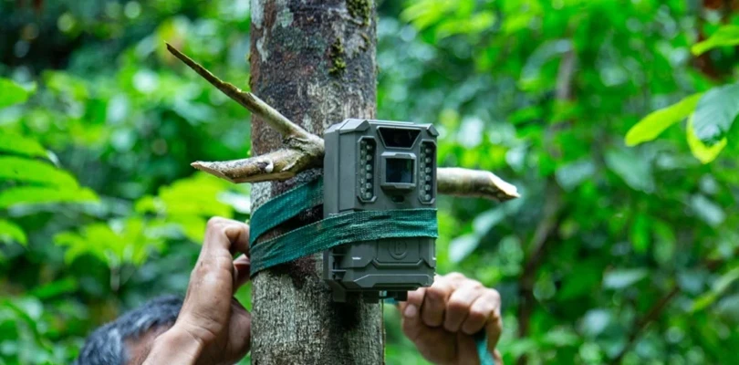 জঙ্গলে বসানো হয়েছিল ক্যামেরা, দেখা মিলল একাধিক বিশ্বের বিরলতম প্রাণীর