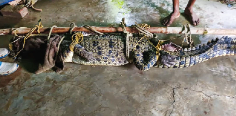 পাথরপ্রতিমায় কুমিরের আতঙ্ক