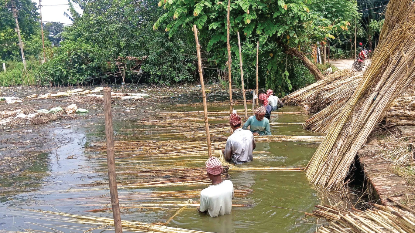 জাঁক দেওয়ার জন্য পুকুরের ভাড়া মিটিয়ে  পাট চাষে লাভ কই! প্রবল দুশ্চিন্তায় চাষিরা