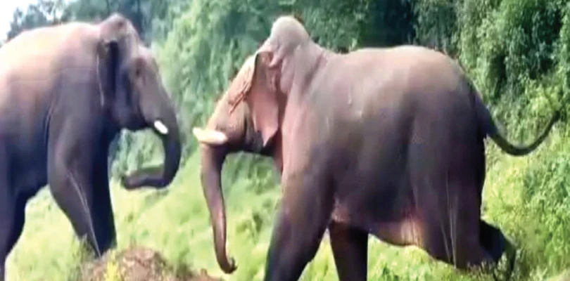 রণংদেহী রামলাল, অন্য হাতির সঙ্গে তুমুল লড়াই