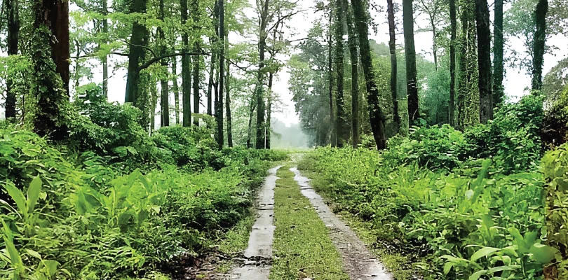 অরণ্যের দিনরাত্রি, অরণ্য কত যে রহস্যময় তা বুঝিয়ে দেয় চিলাপাতা