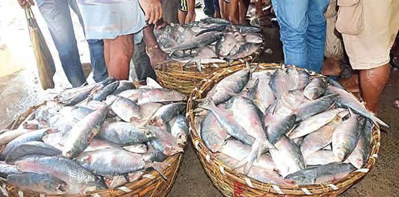 খরা কাটিয়ে ইলিশে ভরপুর দীঘার মোহনা