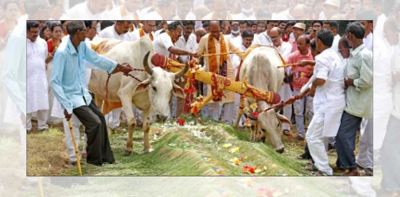 বিশ্বভারতীতে মহাসমারোহে পালিত হল হলকর্ষণ উৎসব, উদ্বোধন হল গোশালাও