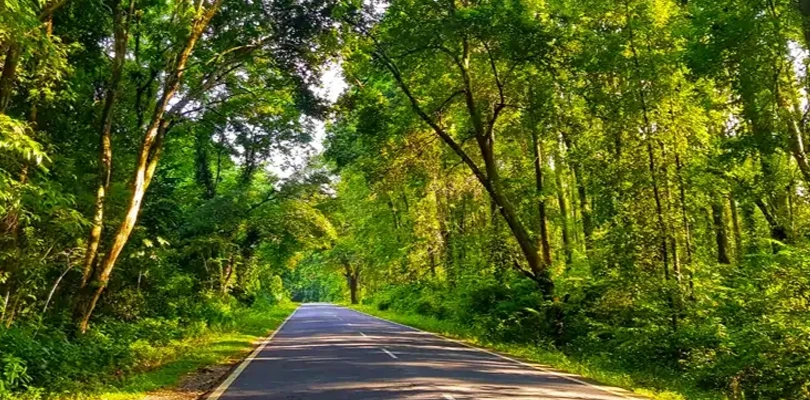ঝাড়গ্রাম শহরে জাতীয় সড়ক তৈরির উদ্যোগ, কলাবনী ও মালাবতী জঙ্গলের গাছ কাটা ঘিরে উদ্বেগ পরিবেশ কর্মীদের