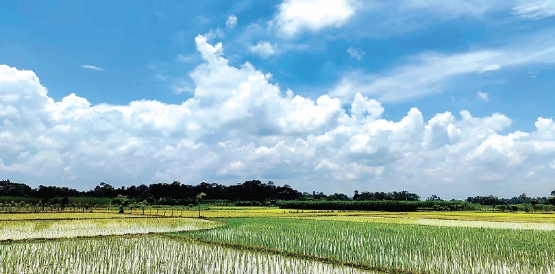 কাশের বনে দোলা না লাগলেও পুজোর দিন গোনা শুরু বাঙালির