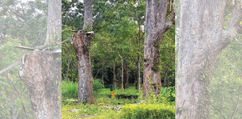 ডুয়ার্সে চিরতরে হারিয়ে গেল বনদপ্তরের গাছবাড়ি