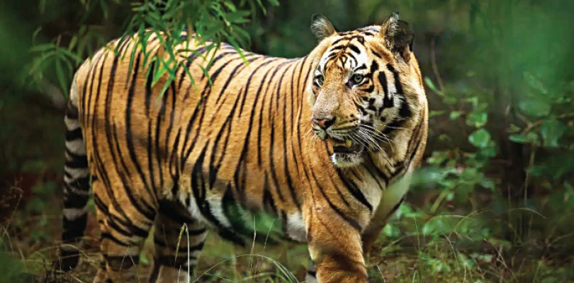 বিচরণ ক্ষেত্র নেই, মধ্যপ্রদেশে ৮ মাসে পশুর হামলায় মৃত ৫০, সংঘর্ষের শিকার ৪৫ বাঘ