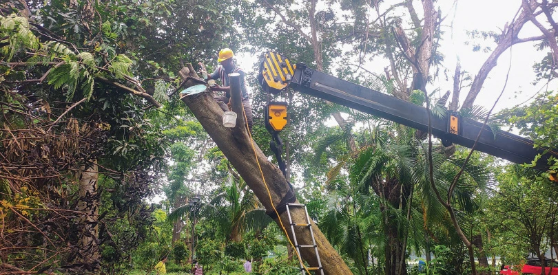 গাছে পেরেকের ক্ষত! চিকিৎসা হলুদে, ‘ট্রি অ্যাম্বুলেন্স’-এর কামাল, শহরে ৬ মাসে ৫০০ গাছের পরিচর্যা-প্রতিস্থাপন