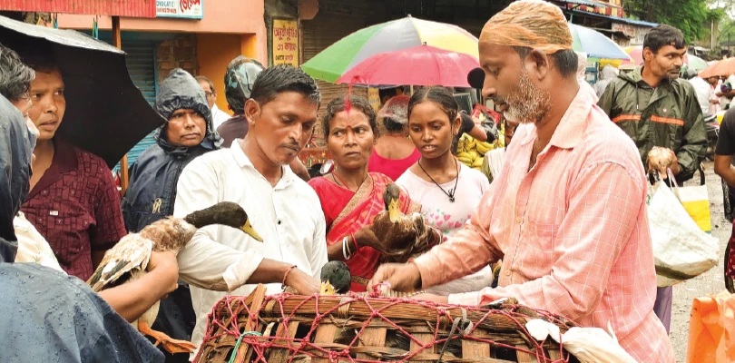 মনসা পুজোয় বলি দিতে হাঁস কেনার ভিড় উপচে পড়ল পুরুলিয়ার আদালত চত্বরে