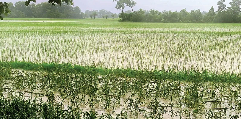 ক্ষতির মুখে চাষাবাদ, টানা বৃষ্টিতে দক্ষিণ ২৪ পরগনার সর্বত্র বিপর্যস্ত জনজীবন