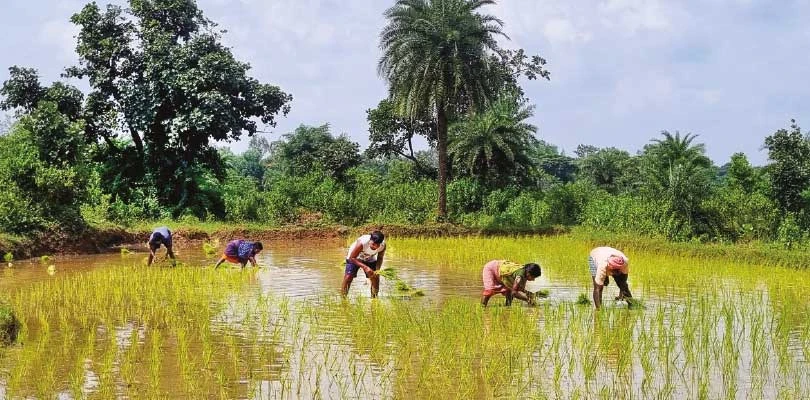 টানা বৃষ্টিতে পৌষমাস বাঁকুড়া জেলার  লক্ষ্যমাত্রা ছাপিয়ে বাড়ল আমন চাষের জমি