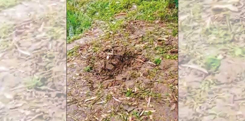 সিউড়িতে সরকারি উদ্যোগে রোপণ করা চারাগাছ উপড়ে ফেলার অভিযোগ, চাঞ্চল্য