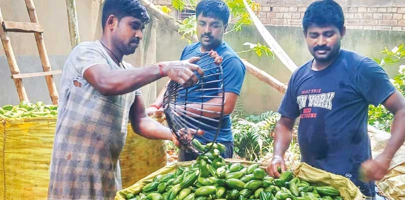 সবজি হাট বদলে দিয়েছে রাজাপুরের অর্থনীতি