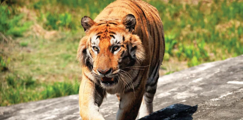 ১২ দিন অসুস্থ থাকার পর ঝড়খালি ব্যাঘ্র পুনর্বাসন কেন্দ্রে মৃত্যু সুন্দরের