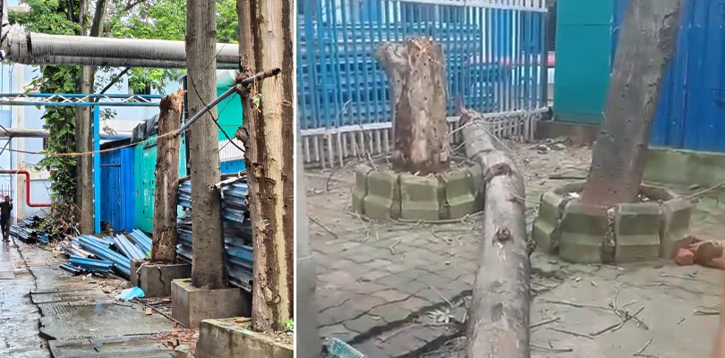 একই দিনে দু'বার! এসএসকেএম হাসপাতালে গাছ ভেঙে পড়ে মৃত এক, আহত তিন