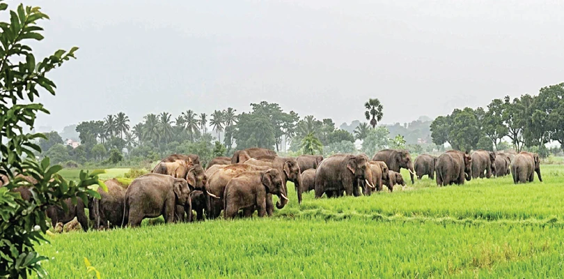 মেদিনীপুর বনবিভাগে ১২৬টি হাতি থাকায় উদ্বিগ্ন গ্রামবাসীরা