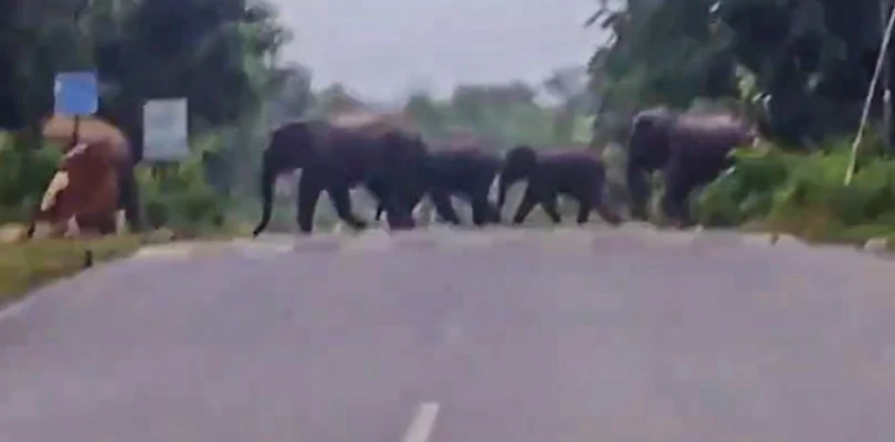 ঝালদা রেঞ্জে ঝাড়খণ্ডের হাতির দল