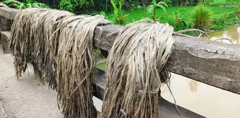 সড়কের দু’ধারে জুড়ে পাট শুকোতে দেওয়ায় দুর্ঘটনার শঙ্কা তেহট্টে