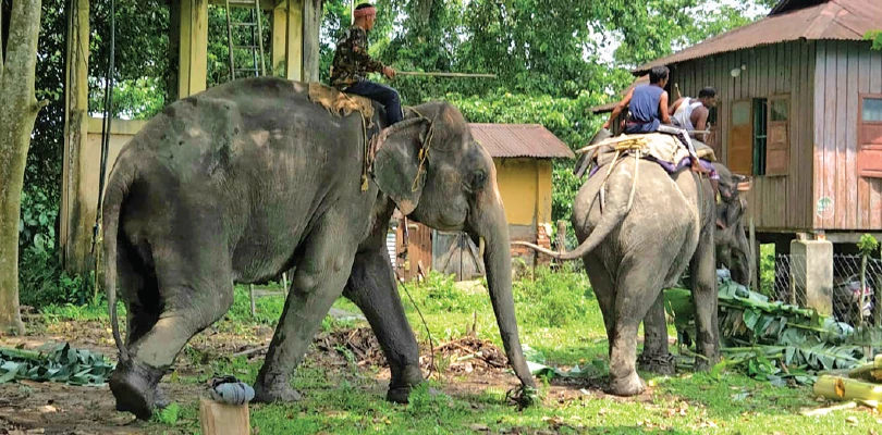বক্সায় বাঘ আনতে আর একমাসের অপেক্ষা, নজরদারিতে আরও ২ কুনকি