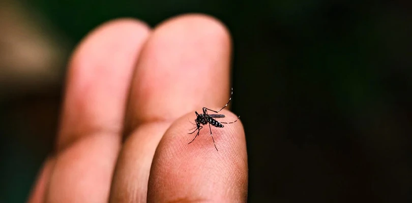 ডেঙ্গু ও ম্যালেরিয়ার মশা  চিনবেন কীভাবে?