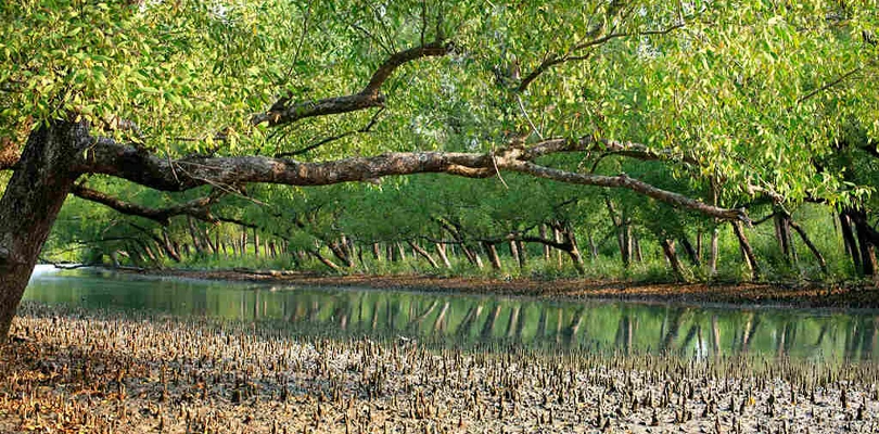 বহুদিন নিয়োগ হয়নি, ৩১ ফরেস্ট গার্ড নিয়ে চলছে জঙ্গল পাহারা দেওয়ার কাজ, সুন্দরবন টাইগার রিজার্ভের বার্ষিক রিপোর্ট