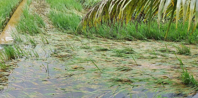 কৃষিতে ২১৫৬টি মৌজা ক্ষতিগ্রস্ত, বিজ্ঞপ্তি জারি