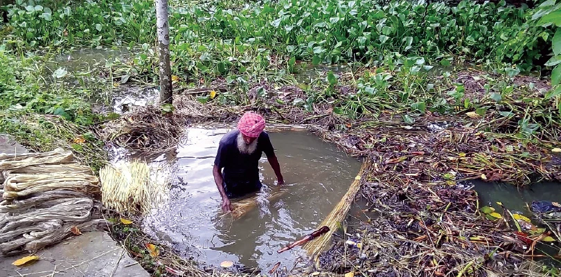 পাট উৎপাদনের খরচ বেড়ে যাওয়ায় লাভ কমছে চাষিদের