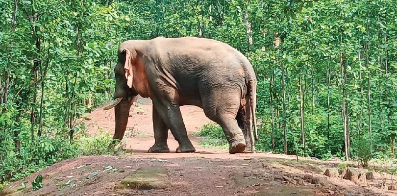 জখম পা নিয়ে খাবারের সন্ধানে বিভিন্ন জঙ্গলে ঘুরছে রামলাল