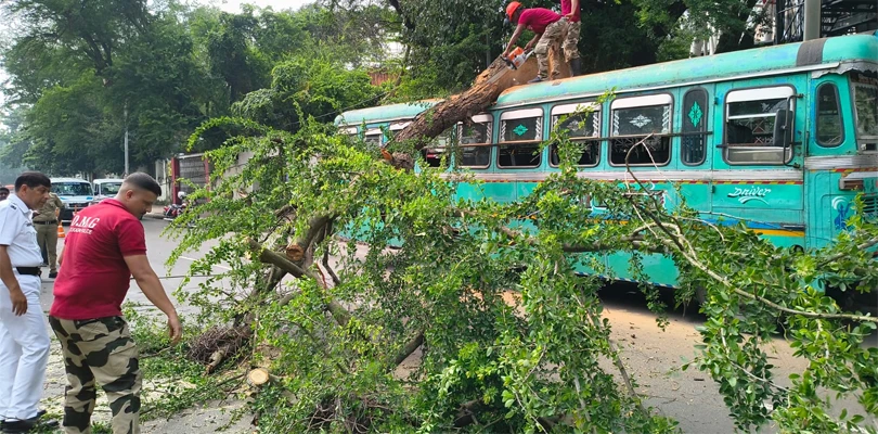 ইডেনের সামনে একটি বাসের উপর ভেঙে পড়ল বড় গাছের একাংশ