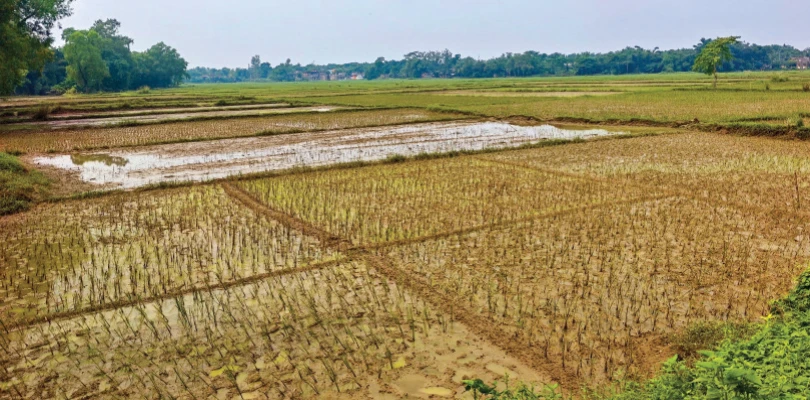 সুবর্ণরেখার জলে নষ্ট জমির ফসল ক্ষতিপূরণ পাওয়া নিয়ে সংশয়ে চাষিরা