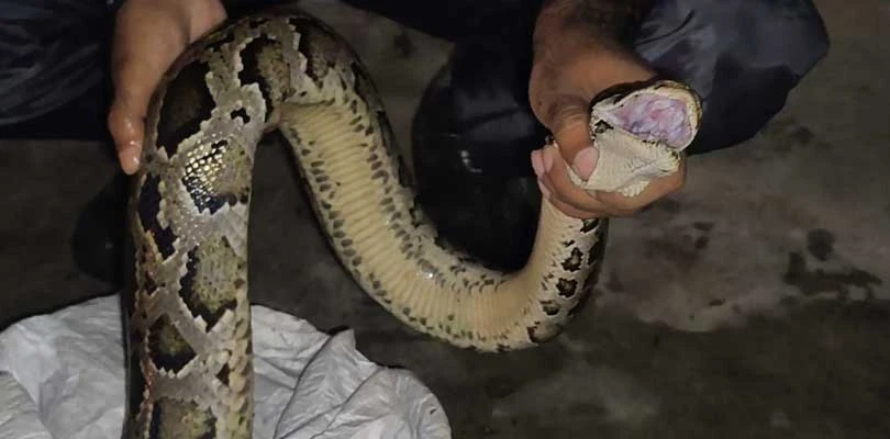 ময়নাগুড়ির ব্যাঙকান্দি এলাকা থেকে উদ্ধার হল একটি প্রায় ৯ ফুট লম্বা অজগর