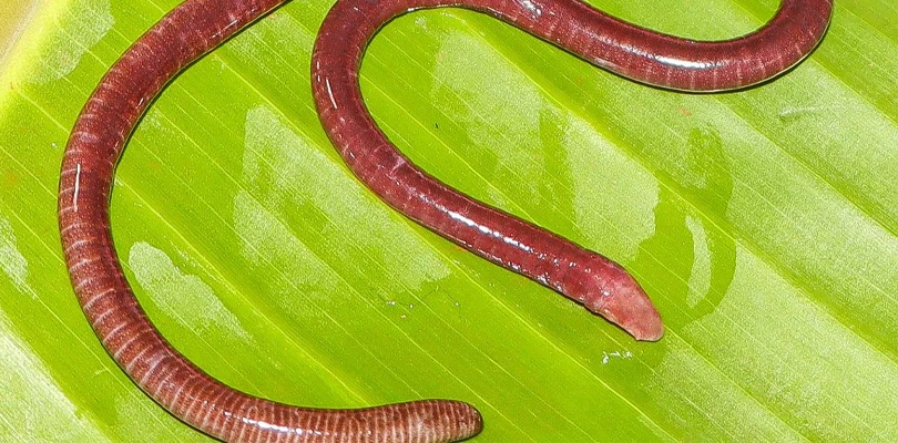 নয়া প্রজাতির উভচর প্রাণী আবিষ্কার জেডএসআইয়ের