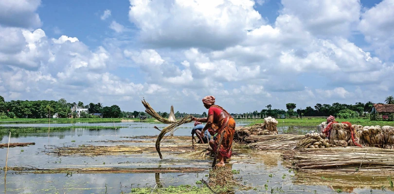 দালালদের থেকে চাষিদের রক্ষায় উদ্যোগ, পাটের দামে নজরদারি চালাবে পুলিশ