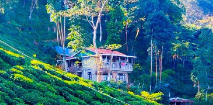 পুজোর মুখে হোমস্টেতে ৭০% রুম বুকড! চা, কমলা বাগান, ঝোরা ঘেরা পাহাড়ি গ্রাম নিয়ে পর্যটকদের আগ্রহ বাড়ছে