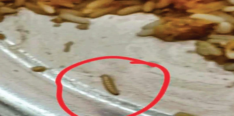 ফের পাঠভবনের হস্টেল পড়ুয়ার খাবারে পোকা! প্রশ্নে রান্নাঘর